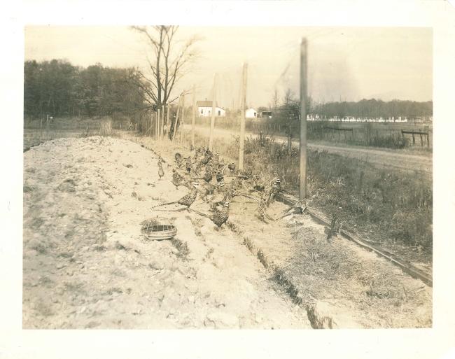 evans game farm, street scene