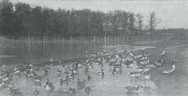 Evans Field: From Game Farm to CCC Camp