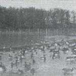 Evans Field Forest Preserve Walking Tour